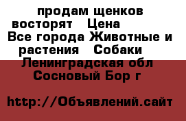 продам щенков восторят › Цена ­ 7 000 - Все города Животные и растения » Собаки   . Ленинградская обл.,Сосновый Бор г.
